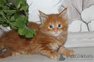 Photo №1. maine coon - for sale in the city of Novosibirsk | 138$ | Announcement № 10943