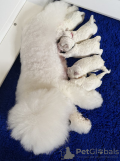 Photo №2 to announcement № 133132 for the sale of bichon frise - buy in Germany private announcement