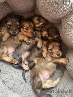 Photo №2 to announcement № 111061 for the sale of dachshund - buy in United States breeder