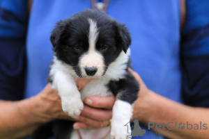 Photo №3. Adorable Border Collie puppies for free adoption. Germany