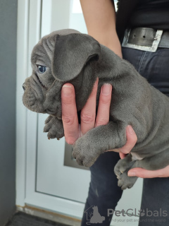 Additional photos: french bulldog puppies for sale