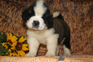 Photo №2 to announcement № 13319 for the sale of st. bernard - buy in Russian Federation breeder