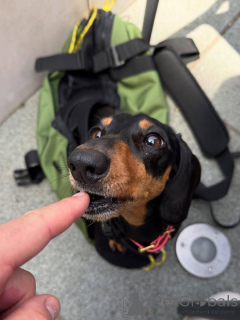 Photo №2 to announcement № 169373 for the sale of dachshund - buy in Finland private announcement