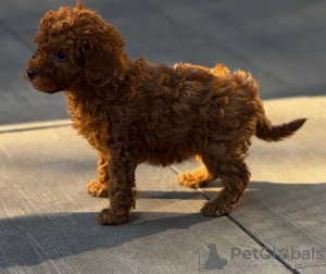 Photo №1. poodle (toy) - for sale in the city of Мадрид | 423$ | Announcement № 120790