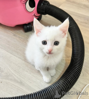 Photo №1. turkish angora - for sale in the city of Quedlinburg | 361$ | Announcement № 177611