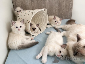 Photo №1. ragdoll - for sale in the city of Antwerp | negotiated | Announcement № 174446