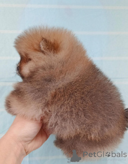 Additional photos: Pomeranski mini shpic mini spitz any color purebred պոմեր շպիցի զտ ձ գույների