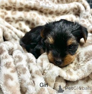 Photo №1. beaver yorkshire terrier - for sale in the city of Chicago | 900$ | Announcement № 176367