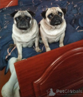 Photo №2 to announcement № 25411 for the sale of pug - buy in Germany breeder