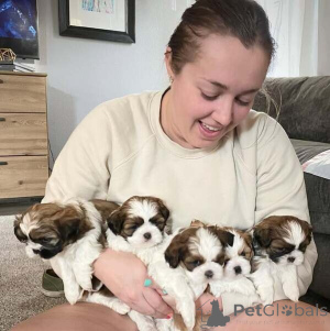 Photo №1. shih tzu - for sale in the city of Ludwigsburg | 424$ | Announcement № 149700