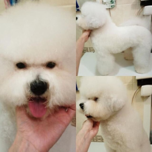 Photo №1. Service of the groomer in the city of Permian. Price - 13$. Announcement № 1314