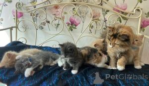 Photo №1. norwegian forest cat - for sale in the city of Joachimsthal | 361$ | Announcement № 173920