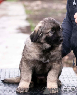 Additional photos: Yugoslav Shepherd Dog - Sharplaninec puppies