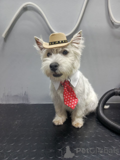 Photo №1. west highland white terrier - for sale in the city of Manchester | 465$ | Announcement № 159967