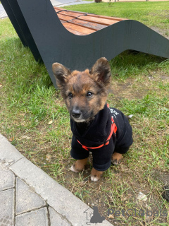 Photo №3. Chewbacca is looking for a home!. Russian Federation