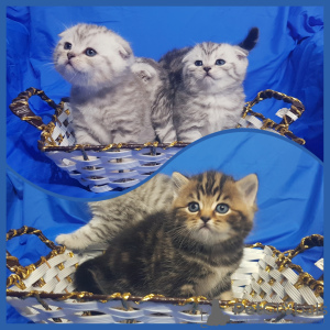 Photo №1. scottish fold - for sale in the city of Minsk | negotiated | Announcement № 41390