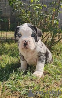 Photo №3. American Bully puppies for adoption. Finland