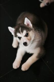 Photo №1. siberian husky - for sale in the city of St. Petersburg | 403$ | Announcement № 1443