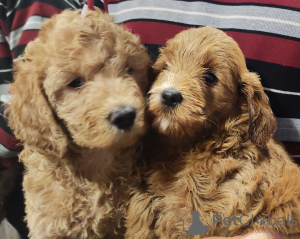 Photo №1. labradoodle - for sale in the city of Budva | negotiated | Announcement № 92871