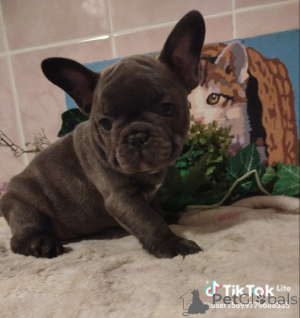 Photo №3. French bulldog.. Belarus