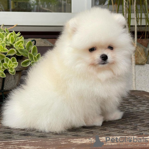 Photo №4. I will sell pomeranian in the city of Bonn. private announcement - price - 280$