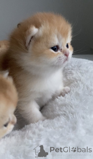 Photo №2 to announcement № 161233 for the sale of british shorthair - buy in Czech Republic from nursery, breeder