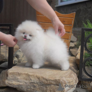 Photo №3. Pomeranian puppies. Germany