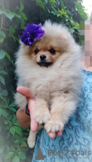 Additional photos: Pomeranian Spitz, puppies. Mini bears