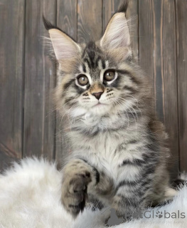 Photo №2 to announcement № 161778 for the sale of maine coon - buy in United States breeder
