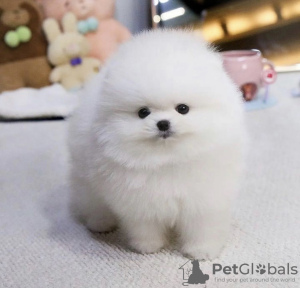 Photo №2 to announcement № 115913 for the sale of pomeranian - buy in Germany breeder