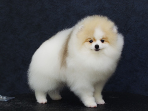 Photo №1. pomeranian - for sale in the city of Москва | 472$ | Announcement № 5257