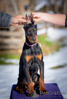 Photo №2 to announcement № 127943 for the sale of dobermann - buy in Serbia 