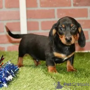 Photo №1. dachshund - for sale in the city of Bratislava | negotiated | Announcement № 178307