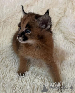 Photo №3. Amazing Caracal kitten for sale. United States