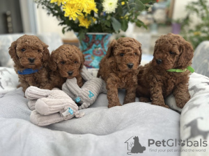 Photo №1. poodle (toy) - for sale in the city of Leipzig | 370$ | Announcement № 103509