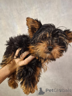 Photo №2 to announcement № 161228 for the sale of beaver yorkshire terrier, yorkshire terrier - buy in Lithuania private announcement, from nursery, breeder