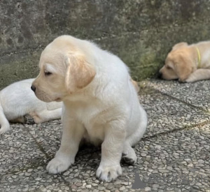 Photo №2 to announcement № 163503 for the sale of labrador retriever - buy in United Kingdom private announcement