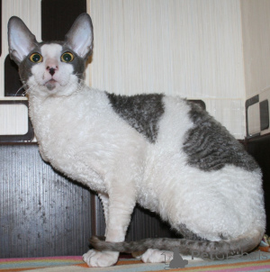 Photo №3. Adventurous Cornish Rex kittens. Montenegro