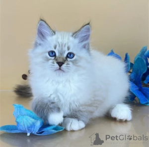 Photo №1. siberian cat - for sale in the city of Datteln | 361$ | Announcement № 177045