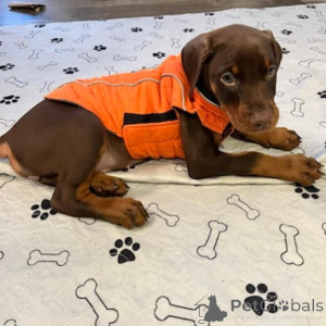 Photo №1. dobermann - for sale in the city of Aalborg | 723$ | Announcement № 173390