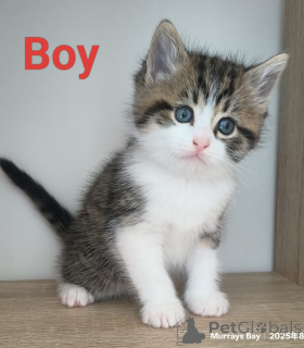 Photo №2 to announcement № 151105 for the sale of scottish fold - buy in New Zealand breeder