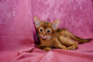 Photo №1. abyssinian cat - for sale in the city of Москва | 311$ | Announcement № 2102