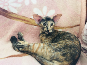 Photo №2 to announcement № 2323 for the sale of oriental shorthair - buy in Russian Federation from nursery, breeder