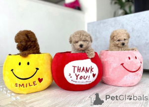 Photo №1. poodle (toy) - for sale in the city of Helsinki | 568$ | Announcement № 159351