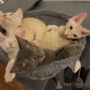 Photo №2 to announcement № 167274 for the sale of donskoy cat - buy in Germany private announcement