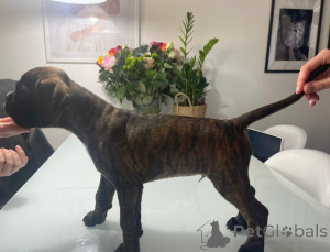 Photo №2 to announcement № 137195 for the sale of non-pedigree dogs - buy in Austria breeder