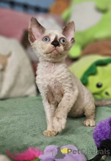 Photo №1. devon rex - for sale in the city of Berlin | 258$ | Announcement № 167364