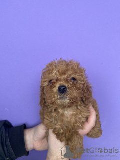 Additional photos: toy poodle