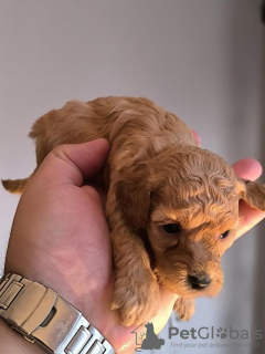 Photo №3. Apricot toy poodle. Serbia