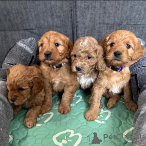 Photo №2 to announcement № 149697 for the sale of non-pedigree dogs - buy in Germany private announcement